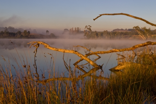 Morning Glory